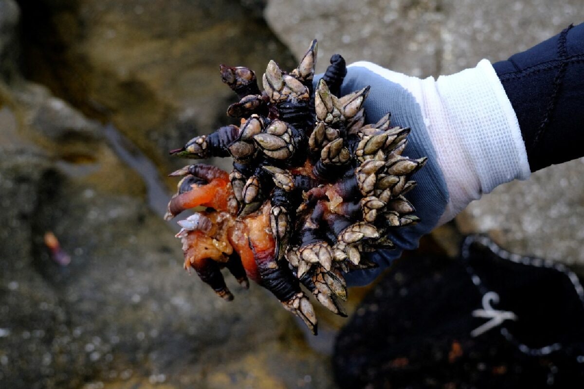 Hormuz Is Reopening. So Why Can't More Than 600 Tankers Sail? Blame The Barnacles