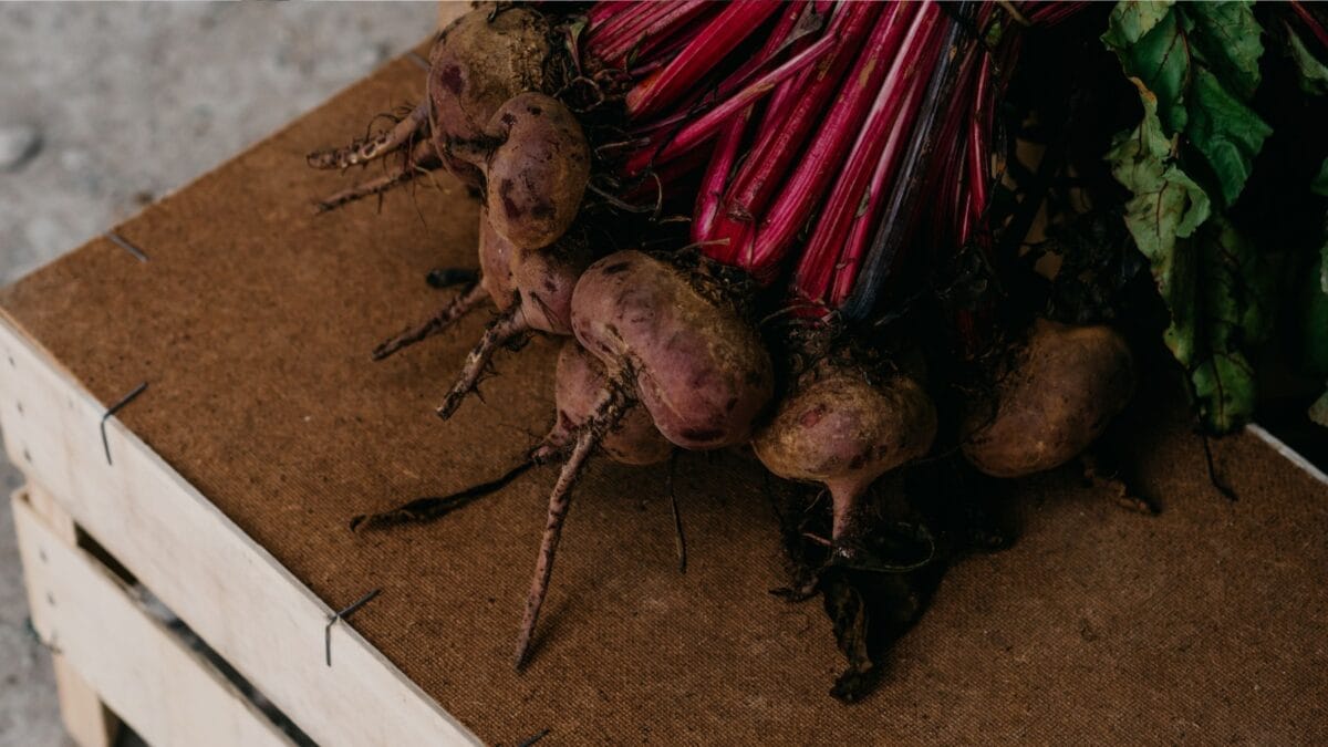 Should You Add Beetroot To Your Diet? Should You Add Beetroot To Your Diet?