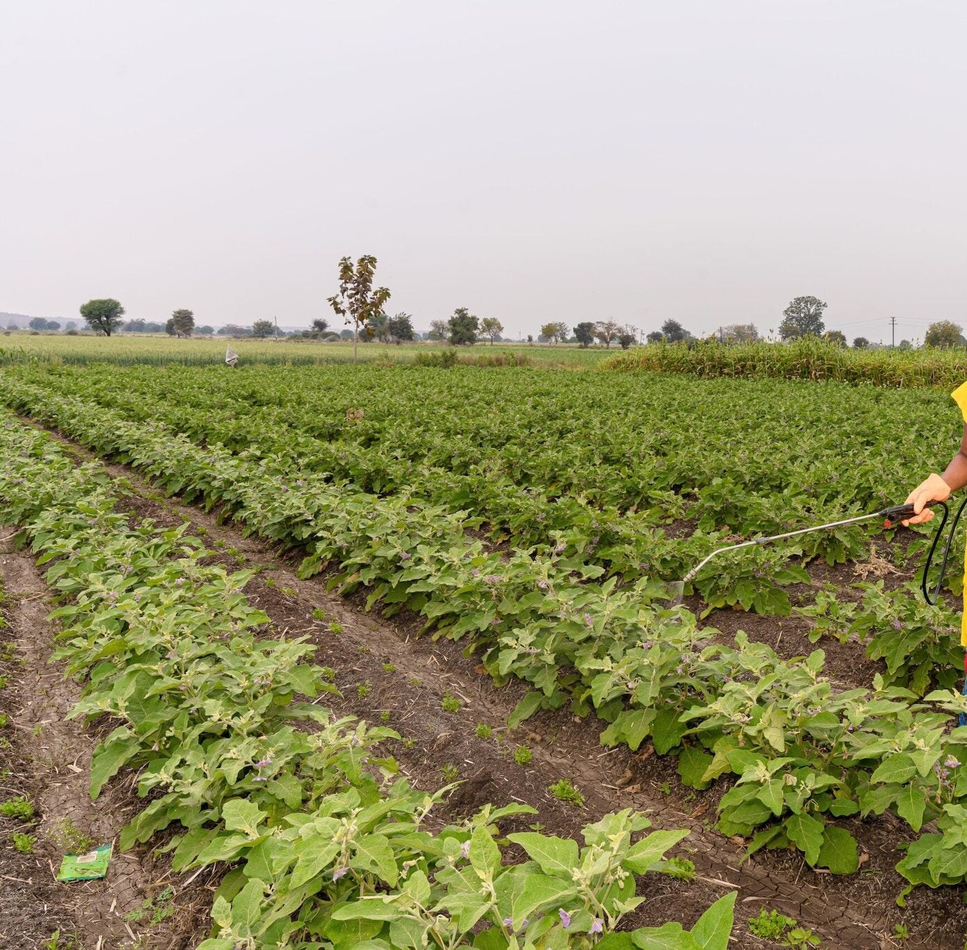 Move Over Regular Veggies: This Chhattisgarh Farmer Is Growing 1.7-Feet ...