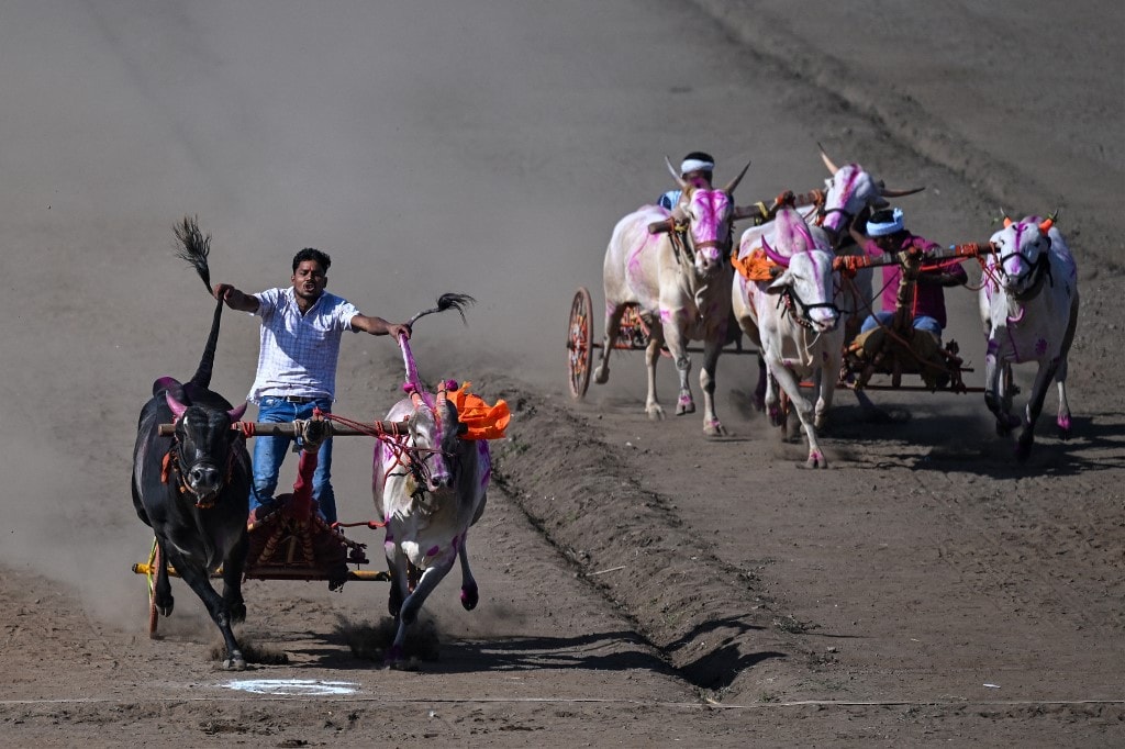 Known as Bailgada Sharyat, the event is one of the most popular rural sports in Maharashtra. (Image: AFP) Known as Bailgada Sharyat, the event is one of the most popular rural sports in Maharashtra. (Image: AFP)