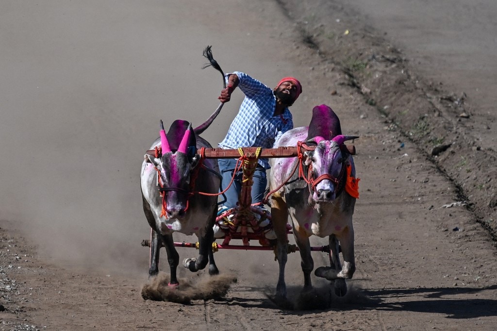 The festival is deeply rooted in rural culture and remains a powerful symbol of agriculture heritage, community identity, and regional pride. (Image: AFP) The festival is deeply rooted in rural culture and remains a powerful symbol of agriculture heritage, community identity, and regional pride. (Image: AFP)