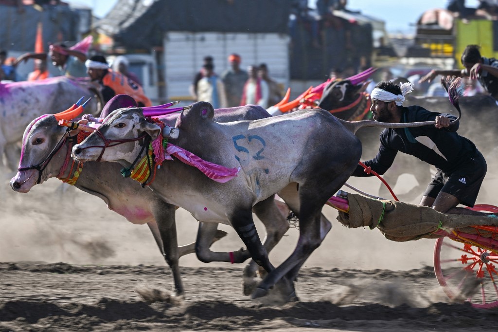 Participants race their bullock-carts during the annual Pedgaon bullock-carts race. (Image: AFP) Participants race their bullock-carts during the annual Pedgaon bullock-carts race. (Image: AFP)