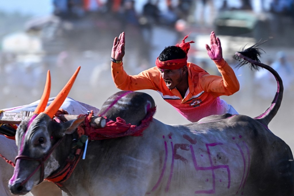 The race also showcases the enduring bond between farmers and their animals while preserving customs passed through generations. (Image: AFP) The race also showcases the enduring bond between farmers and their animals while preserving customs passed through generations. (Image: AFP)