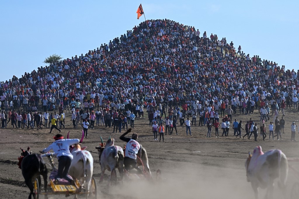Pedgaon bullock-cart race is also one of India’s oldest and most cherished traditional sporting events. (Image: AFP) Pedgaon bullock-cart race is also one of India’s oldest and most cherished traditional sporting events. (Image: AFP)