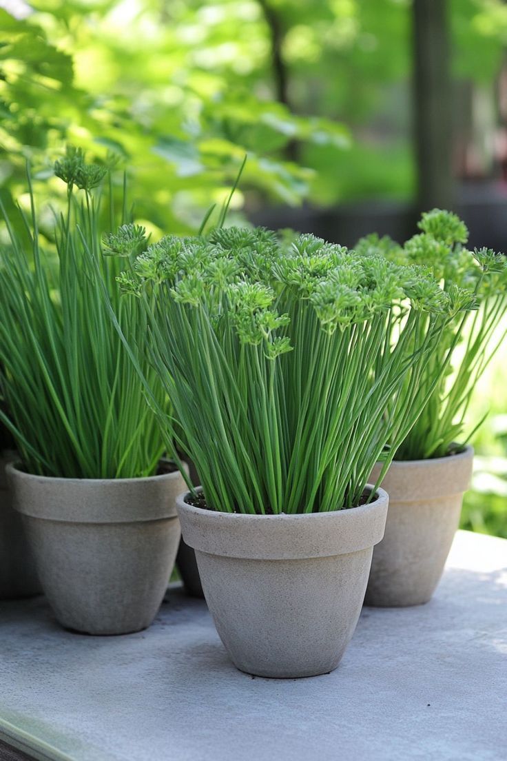 Monsoon Gardening: 8 Herbs That Grow Easily In Pots