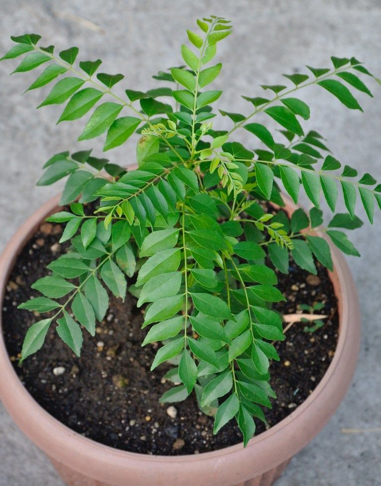 Curry leaves contain plant compounds that have shown potential for supporting glucose metabolism and insulin activity. Their fiber content may also support digestion and healthier carbohydrate absorption, potentially helping maintain more stable blood sugar levels.