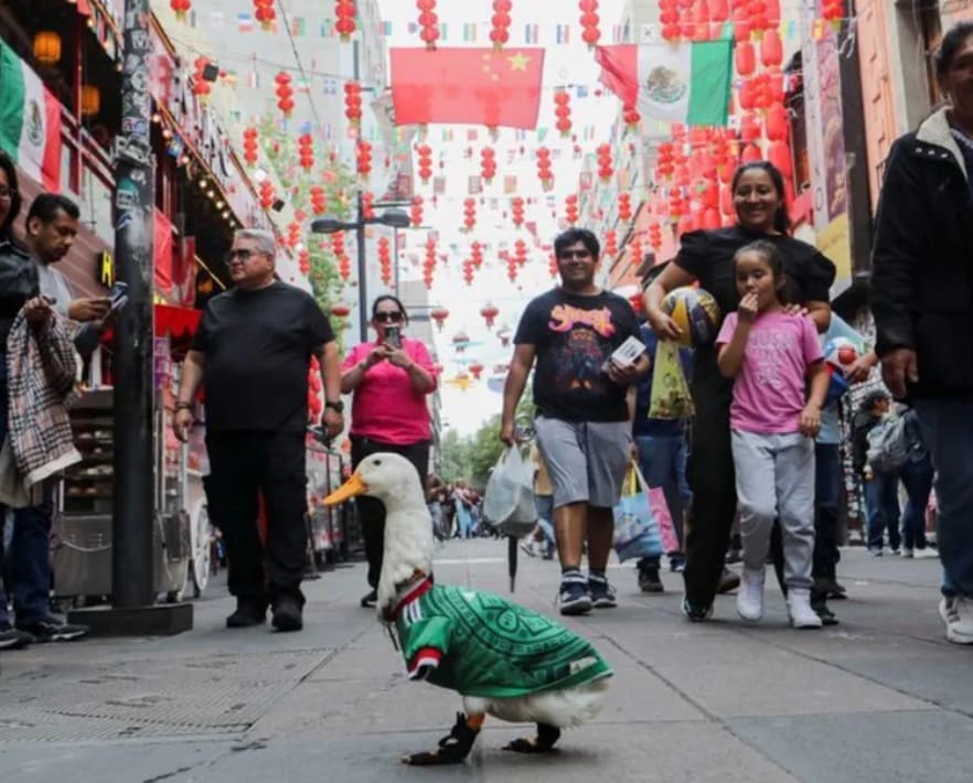 Furthermore, he is a Muscovy duck, a species native to the Americas that has historical connections to ancient Aztec civilisation, according to eBird. Muscovy ducks were domesticated by the Aztecs centuries ago and even held symbolic importance in their culture. Hence, Merlin represents a unique blend of Mexico’s past and present. Furthermore, he is a Muscovy duck, a species native to the Americas that has historical connections to ancient Aztec civilisation, according to eBird. Muscovy ducks were domesticated by the Aztecs centuries ago and even held symbolic importance in their culture. Hence, Merlin represents a unique blend of Mexico’s past and present.