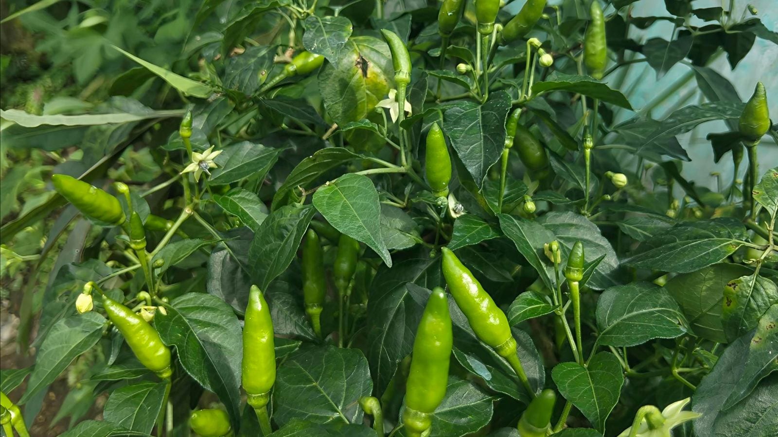 Green chilli plants need enough room for their roots to spread, so choose a pot that is at least 12 inches deep. (Image: Canva)