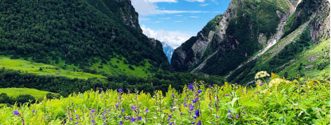 Uttarakhand’s Valley Of Flowers Reopens: UNESCO Wonder With 300+ Flower Species Awaits Trekkers