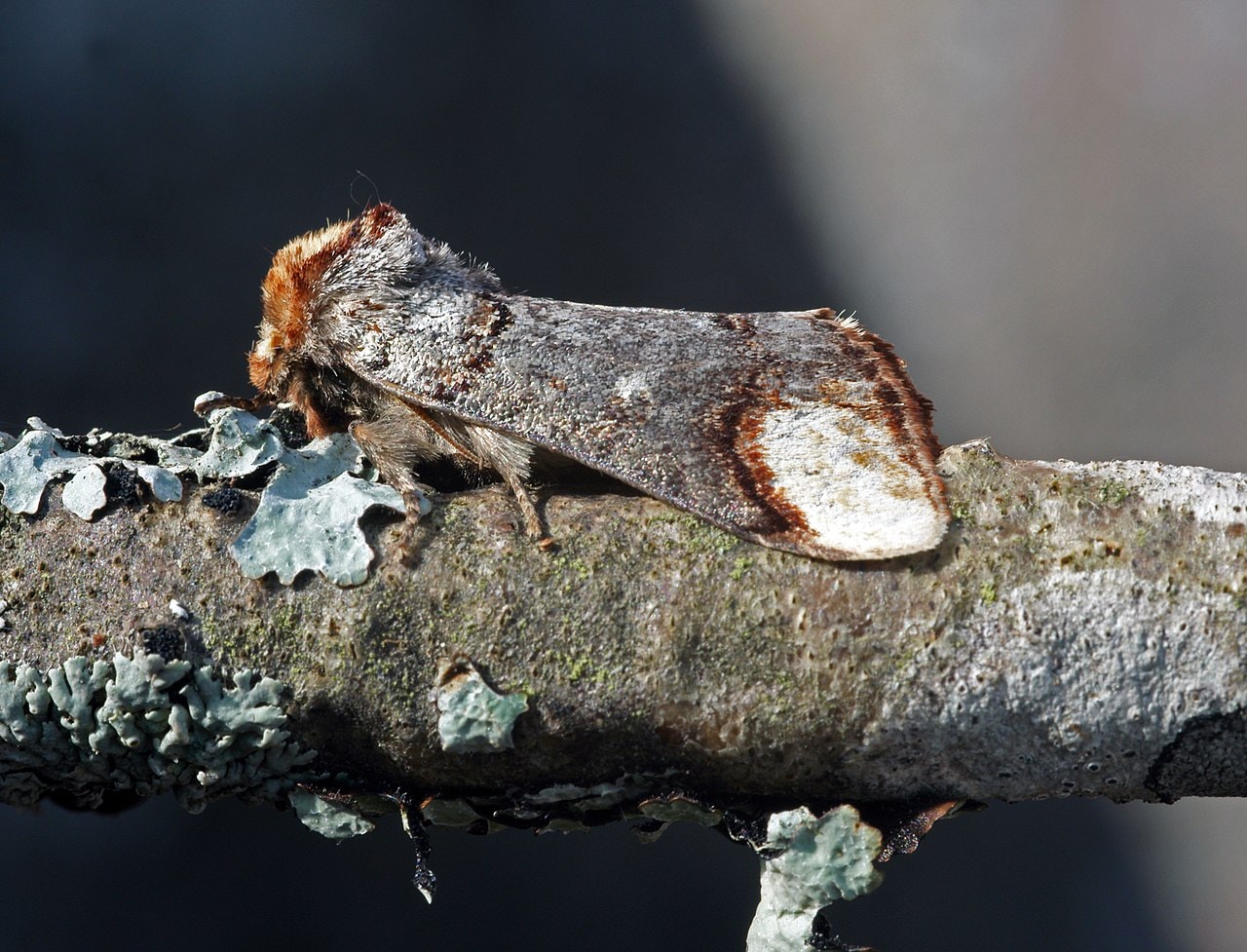 This 'Piece Of Wood' Is Actually One Of Nature's Cleverest Creatures