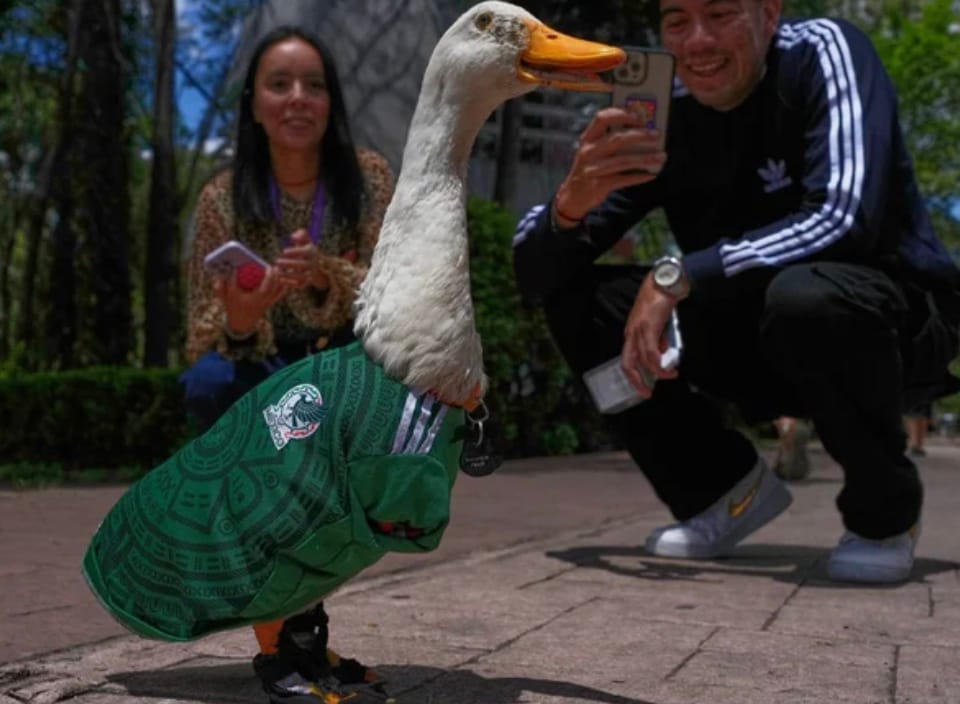 If you are watching FIFA 2026 World Cup, you might have noticed a duck quietly walking in Mexico City wearing Mexico’s iconic green national team jersey. The two-year-old duck is Merlin. If you are watching FIFA 2026 World Cup, you might have noticed a duck quietly walking in Mexico City wearing Mexico’s iconic green national team jersey. The two-year-old duck is Merlin.