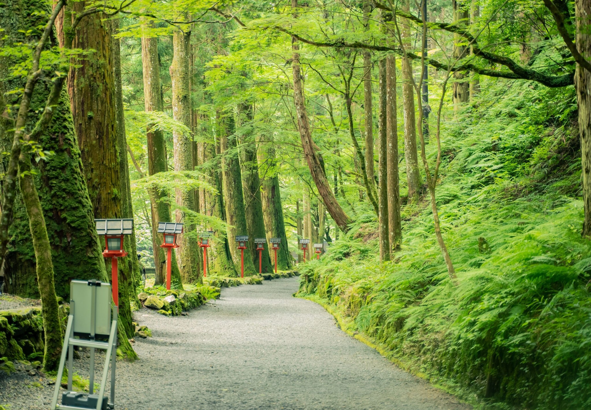 Daisugi, a sustainable forestry practice, is a 600-year-old Japanese method of pruning and harvesting that produces strong, durable wood without having to use the axe. The practice is believed to have originated in Kitayama city, almost 20km northwest of Kyoto. (Image: Pexels) Daisugi, a sustainable forestry practice, is a 600-year-old Japanese method of pruning and harvesting that produces strong, durable wood without having to use the axe. The practice is believed to have originated in Kitayama city, almost 20km northwest of Kyoto. (Image: Pexels)