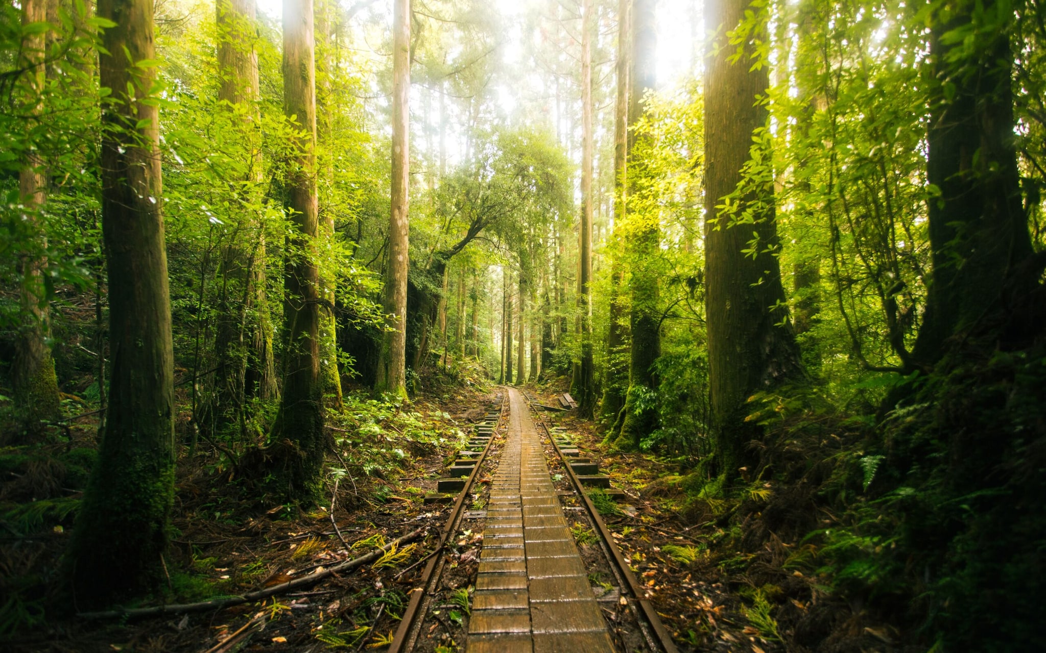 According to a report by Lampoon Magazine, legend has it that Kyoto’s foremost tea master, Sen-No-Rikyu, developed a deep appreciation for the exceptional quality of Kitayama cedar, inspiring the technique that would later become known as Daisugi. (Image: Pexels) According to a report by Lampoon Magazine, legend has it that Kyoto’s foremost tea master, Sen-No-Rikyu, developed a deep appreciation for the exceptional quality of Kitayama cedar, inspiring the technique that would later become known as Daisugi. (Image: Pexels)