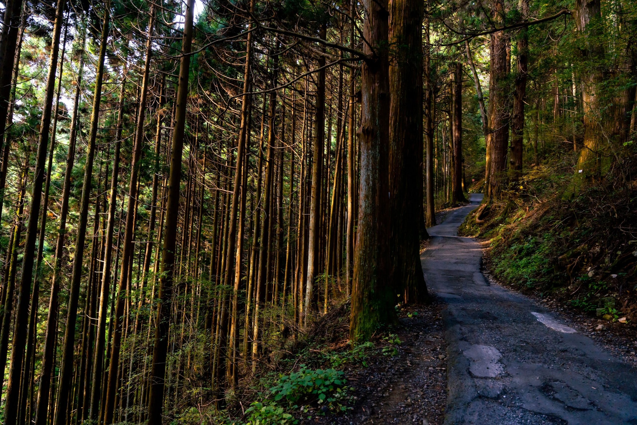 3.Kyoto’s rugged and mountainous terrain made it difficult to cultivate and grow trees. Additionally, there was also an inadequate supply of timber for use in manufacturing and building homes. Hence, an absence of natural resources led the locals to opt for a unique approach, influenced by bonsai pruning techniques. (Image: Pexels) 3.Kyoto’s rugged and mountainous terrain made it difficult to cultivate and grow trees. Additionally, there was also an inadequate supply of timber for use in manufacturing and building homes. Hence, an absence of natural resources led the locals to opt for a unique approach, influenced by bonsai pruning techniques. (Image: Pexels)
