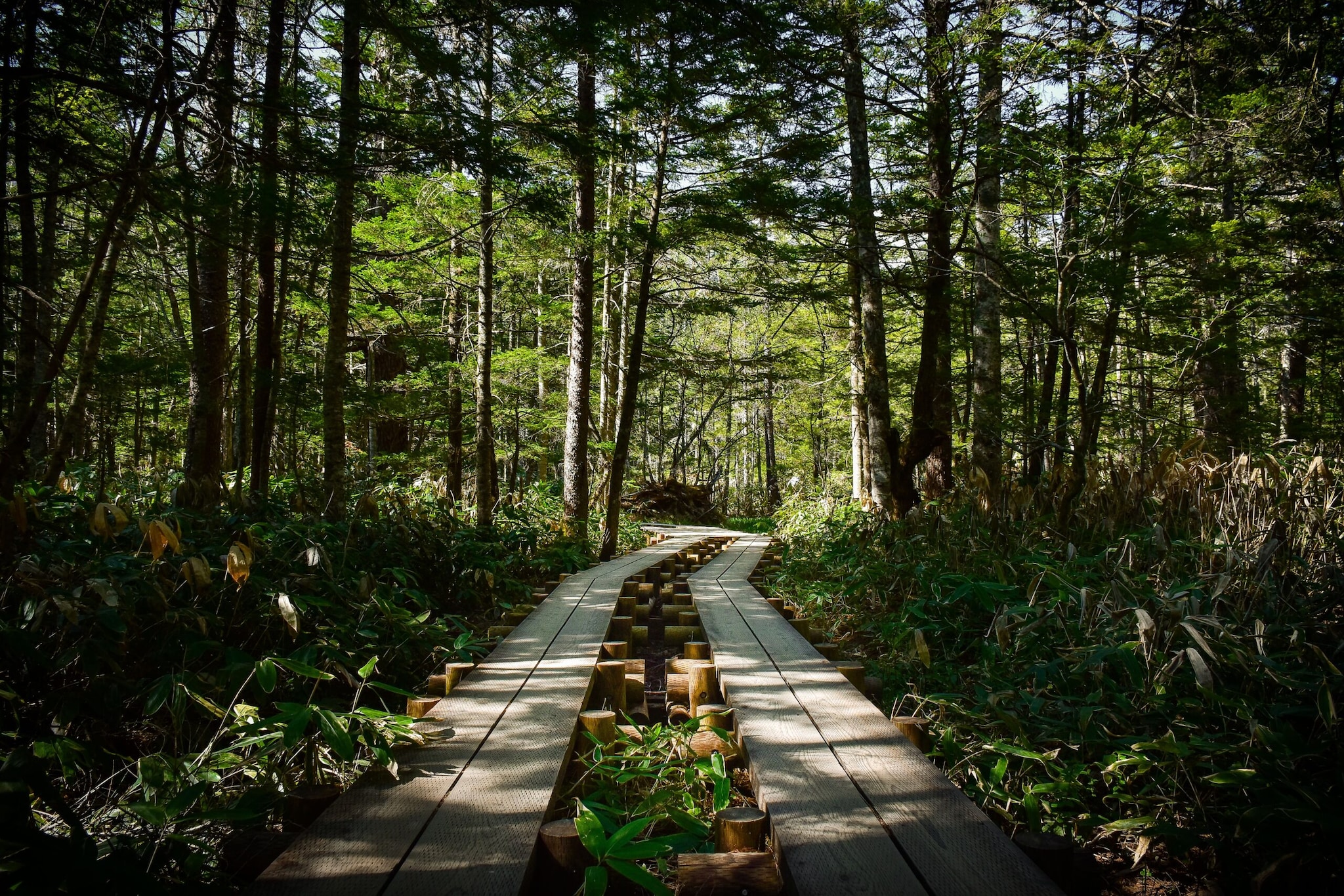 4.The Daisugi method involves carefully pruning cedar tress so that multiple straight shoots grow upward from a single trunk. Eventually, these shoots develop into long, uniform, knot-free timber prized for construction and craftsmanship. The technique turns one mature cedar into a living platform that continuously produces new wood. (Image: Pexels) 4.The Daisugi method involves carefully pruning cedar tress so that multiple straight shoots grow upward from a single trunk. Eventually, these shoots develop into long, uniform, knot-free timber prized for construction and craftsmanship. The technique turns one mature cedar into a living platform that continuously produces new wood. (Image: Pexels)