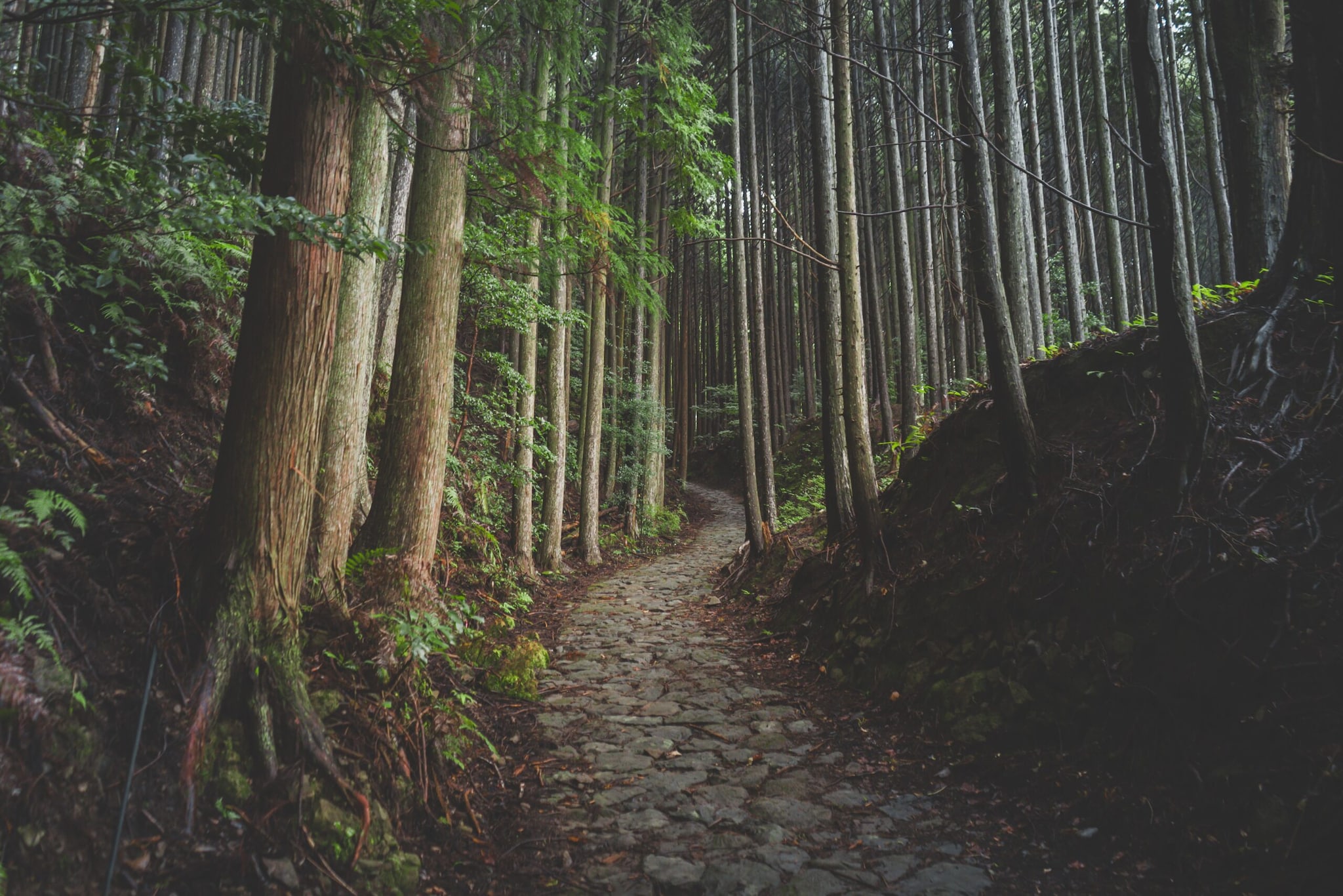 Over the time, the tree takes on distinctive palm-like appearance, with several vertical trunks emerging from the top. As the ‘mother tree’ remains alive, forests can harvest the new growth every few decades, allowing a single tree to yield dozens of timber logs over its lifetime. (Image: Pexels) Over the time, the tree takes on distinctive palm-like appearance, with several vertical trunks emerging from the top. As the ‘mother tree’ remains alive, forests can harvest the new growth every few decades, allowing a single tree to yield dozens of timber logs over its lifetime. (Image: Pexels)