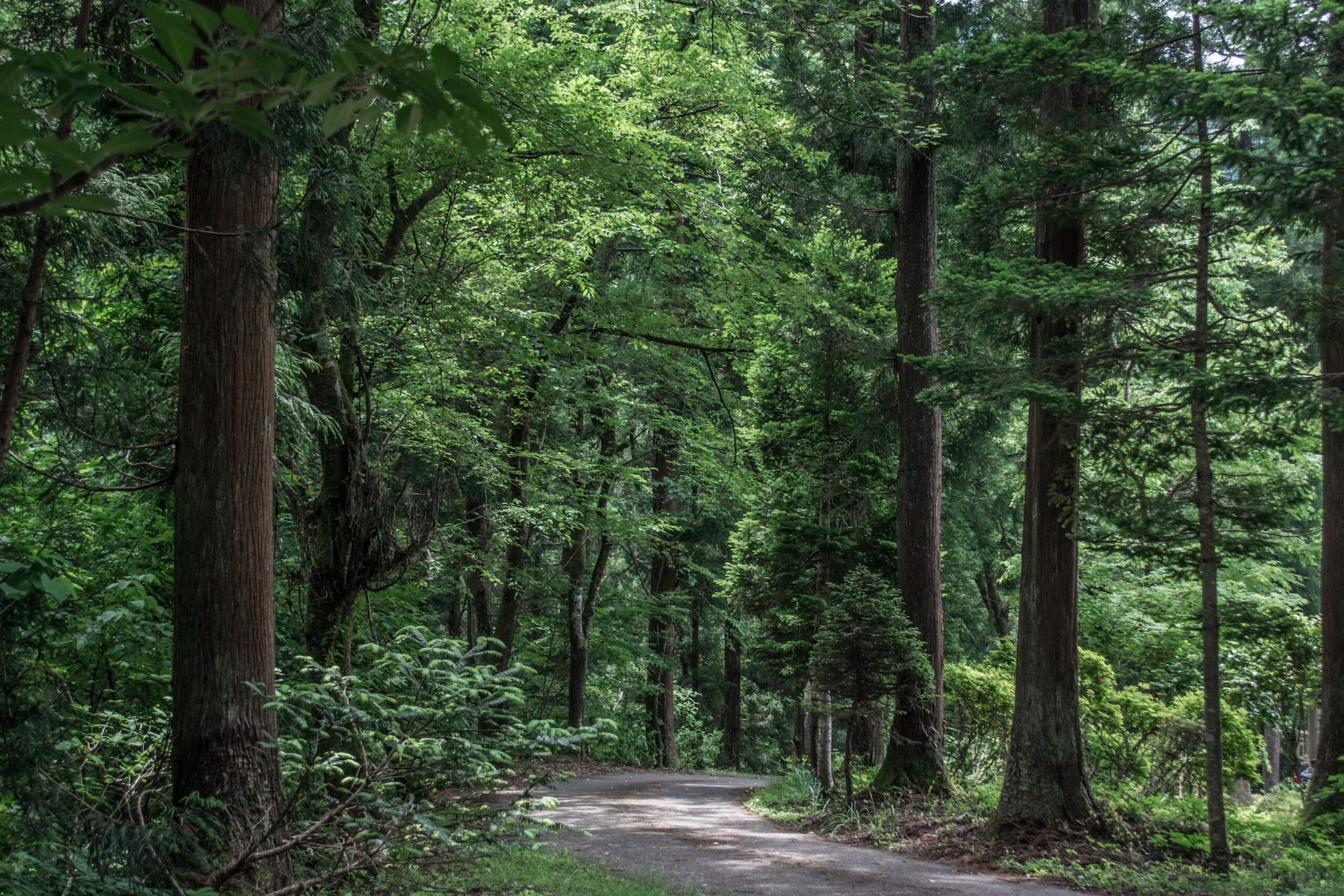 The shoots are gently pruned by hand every 2 years, while harvesting takes 20 years. The old ‘tree stock’ can grow up to a hundred shoots at a time. The wood produced with the Daisugu technique is 140% more flexible as well as 200% denser and stronger than standard cedar. Daisugi is mostly used in gardens or bonsai today. (Image: Pexels) The shoots are gently pruned by hand every 2 years, while harvesting takes 20 years. The old ‘tree stock’ can grow up to a hundred shoots at a time. The wood produced with the Daisugu technique is 140% more flexible as well as 200% denser and stronger than standard cedar. Daisugi is mostly used in gardens or bonsai today. (Image: Pexels)