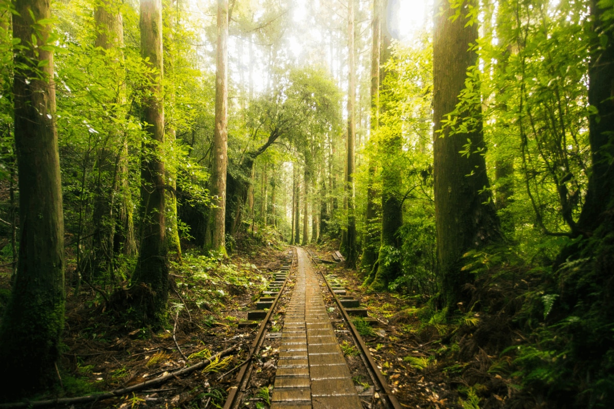 GK: What Is The Difference Between A Forest And A Jungle?