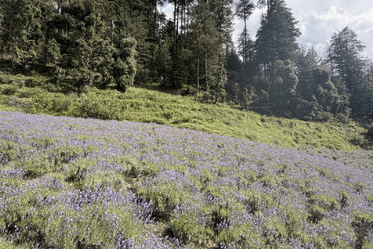 J&K's Purple Revolution: How Lavender Helped Bhade