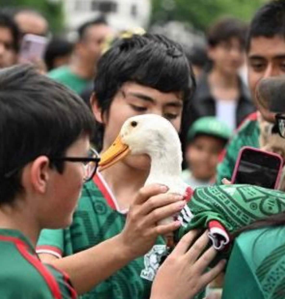 Merlin is making TV appearances, posing for selfies with fans, attracting crowds wherever he goes and is even earning recognition from FIFA itself. Merlin is making TV appearances, posing for selfies with fans, attracting crowds wherever he goes and is even earning recognition from FIFA itself.