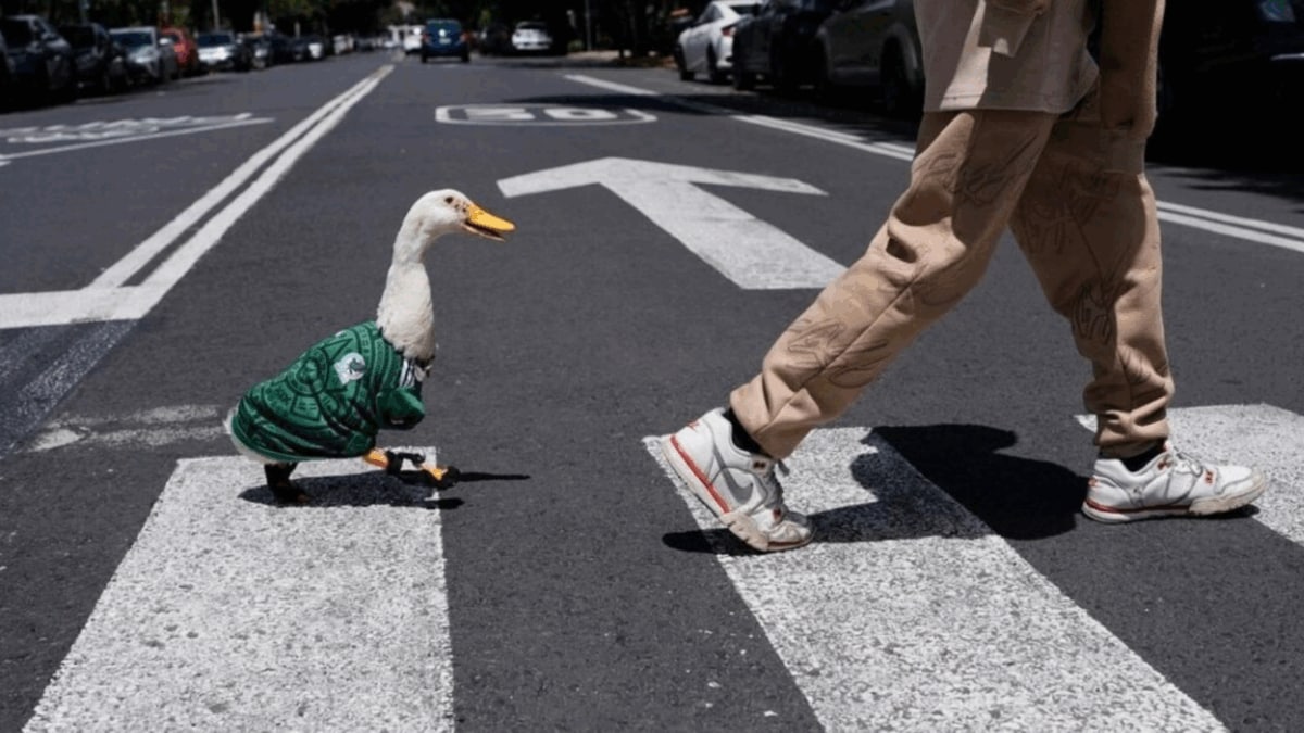 Meet FIFA’s Unexpected Ambassador – Merlin The Duck