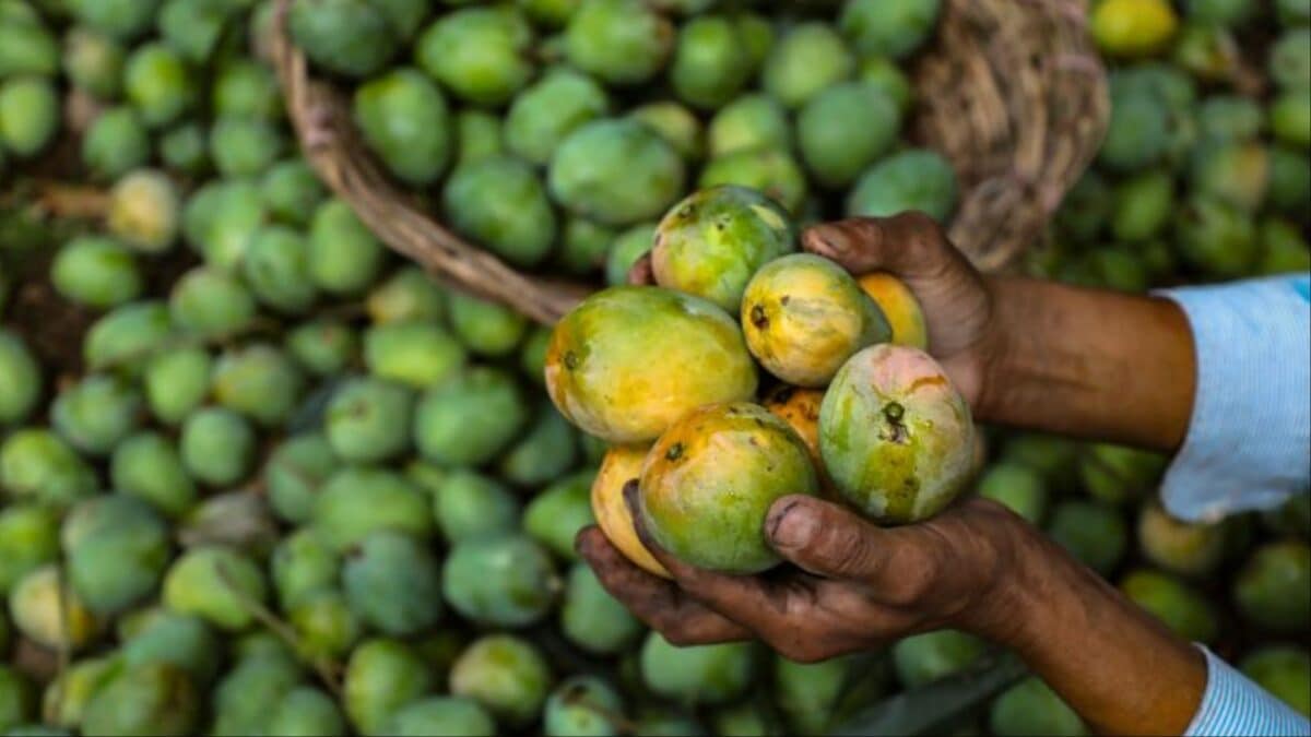 After Japan, Nepal Halts Indian Mango Imports, Cites Pesticide Residue Concerns