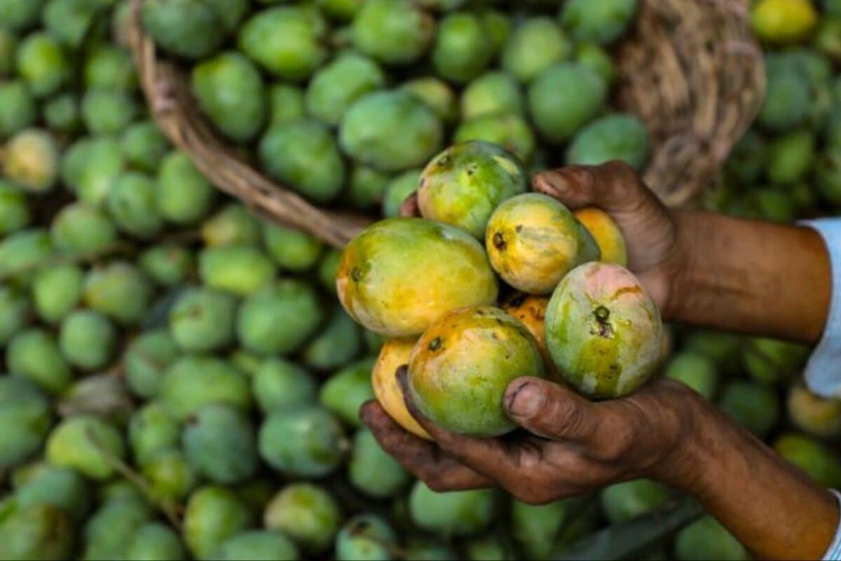 After Japan, Nepal Halts Indian Mango Imports, Cites Pesticide Residue Concerns