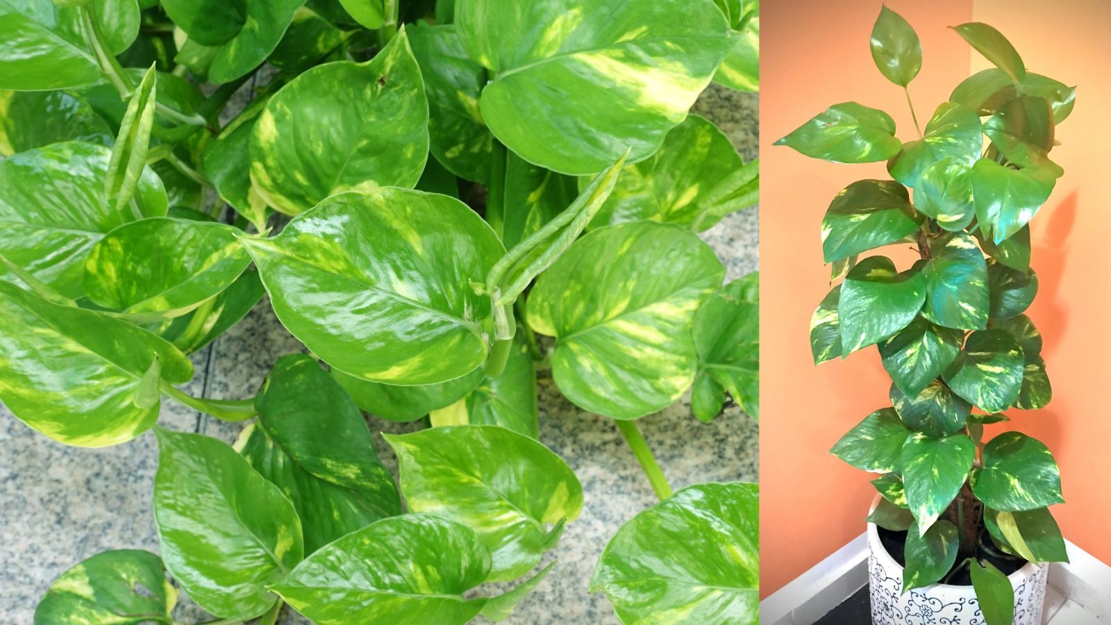 Money Plant Leaves Losing Colour? Try These 7 Tips For Greener, Shinier  Leaves