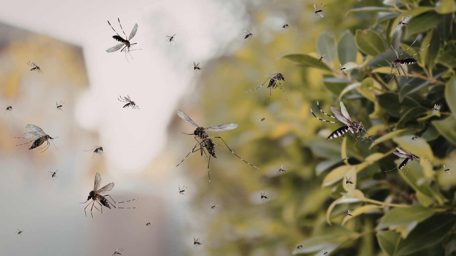 Google Plans To Release 64 Million Mosquitoes Infected With Wolbachia: Here's Why Scientists Are Not Alarmed