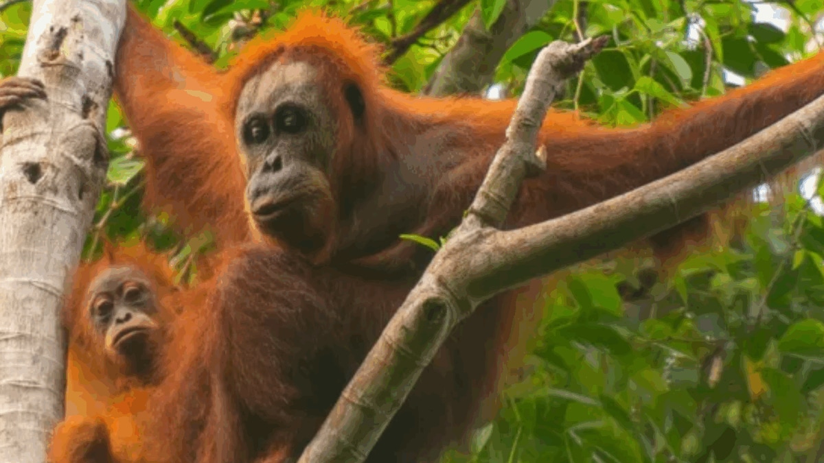 'Hellish In Forest': Extreme Rain Killed 58 Of The World's Rarest Tapanuli Orangutans In Indonesia