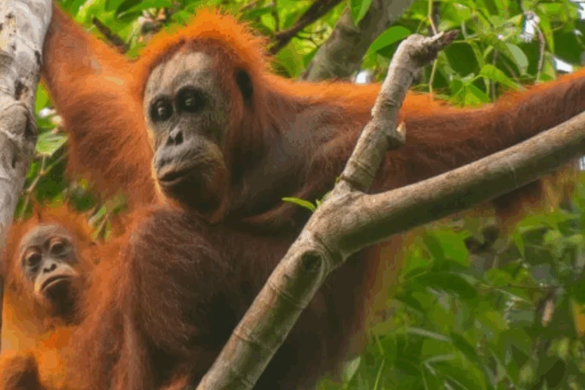 'Hellish In Forest': Extreme Rain Killed 58 Of The World's Rarest Tapanuli Orangutans In Indonesia