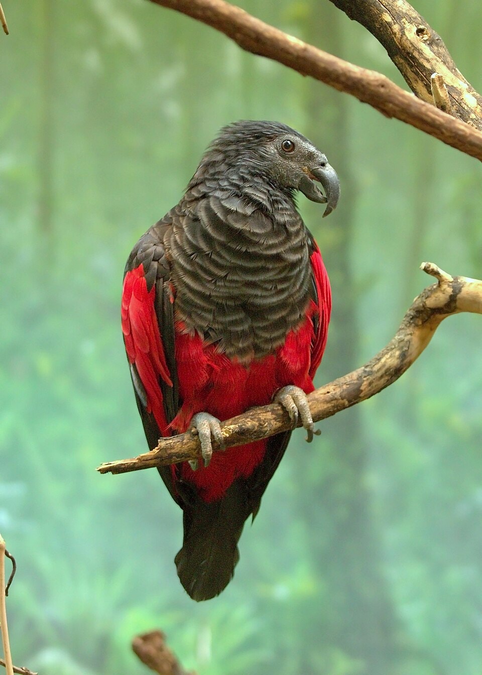 If Count Dracula ever had a feathered companion, it might well have looked like the Dracula parrot. With its dramatic black-and-grey plumage, vivid scarlet belly and piercing gaze, this extraordinary bird seems more at home in the pages of a fantasy novel than in the rainforests of Papua New Guinea. Yet the Dracula parrot, officially known as Pesquet's parrot, is very real, and it is one of the most fascinating birds on Earth.