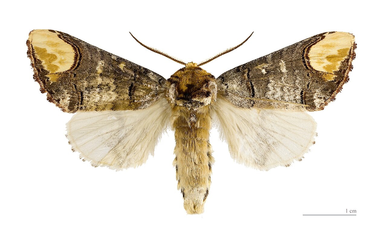 This 'Piece Of Wood' Is Actually One Of Nature's Cleverest Creatures