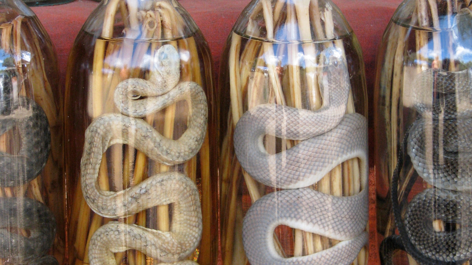 Snake In A Bottle? The Bizarre Alcohol That Has Been Around For Centuries