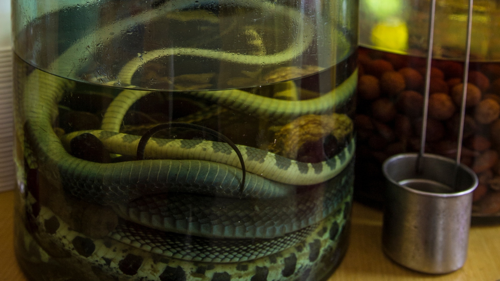 Snake In A Bottle? The Bizarre Alcohol That Has Been Around For Centuries