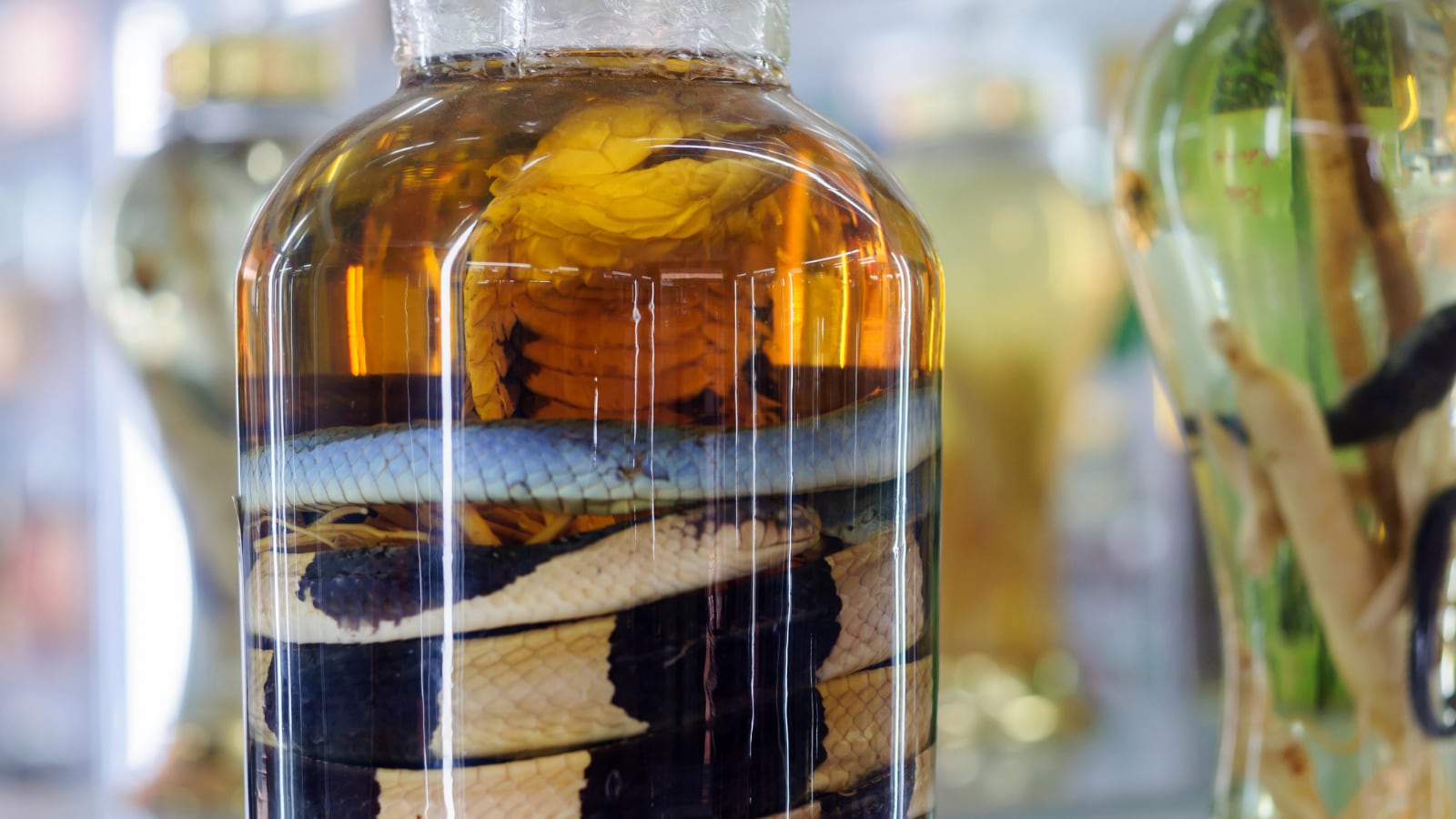 Snake In A Bottle? The Bizarre Alcohol That Has Been Around For Centuries