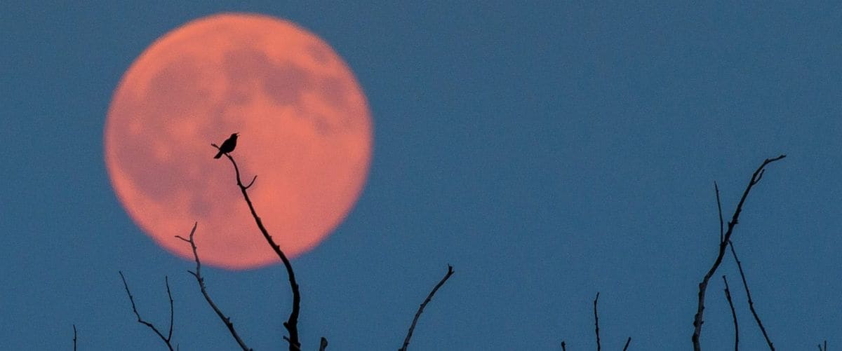 Clear skies are essential for the best viewing experience. A quick weather check before moonrise can save you a wasted trip. Clear skies are essential for the best viewing experience. A quick weather check before moonrise can save you a wasted trip.