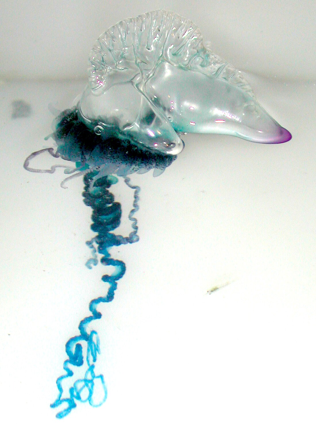 The Portuguese man-of-war is known for its striking blue-purple float and long tentacles, which can cause severe pain and injury if touched. Even when washed ashore or dead, the creature can still remain dangerous due to its active venom. Despite its jellyfish-like appearance, the Portuguese man-of-war is not a true jellyfish. It is actually a floating colony of organisms that work together as one. It drifts on ocean currents and uses its long tentacles to capture prey. The Portuguese man-of-war is known for its striking blue-purple float and long tentacles, which can cause severe pain and injury if touched. Even when washed ashore or dead, the creature can still remain dangerous due to its active venom. Despite its jellyfish-like appearance, the Portuguese man-of-war is not a true jellyfish. It is actually a floating colony of organisms that work together as one. It drifts on ocean currents and uses its long tentacles to capture prey.