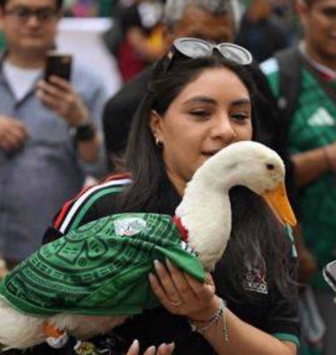 The duck's popularity became so massive that FIFA reportedly referred to him as one of Mexico’s World Cup "ambassadors". He has also appeared in promotional content related to the tournament, making him one of the most recognisable non-human personalities of the World Cup. The duck's popularity became so massive that FIFA reportedly referred to him as one of Mexico’s World Cup "ambassadors". He has also appeared in promotional content related to the tournament, making him one of the most recognisable non-human personalities of the World Cup.
