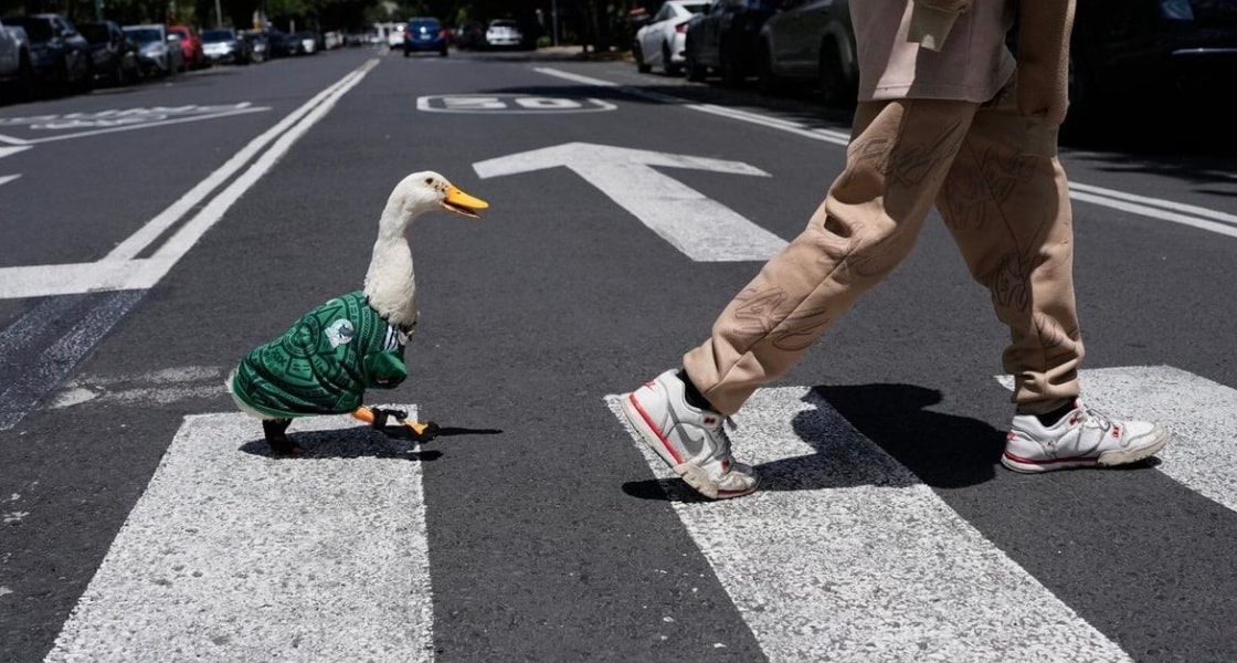 The duck first went viral after a video showed him casually walking through the streets of Mexico City alongside his owner while proudly wearing Mexico’s iconic green national team jersey. The duck first went viral after a video showed him casually walking through the streets of Mexico City alongside his owner while proudly wearing Mexico’s iconic green national team jersey.