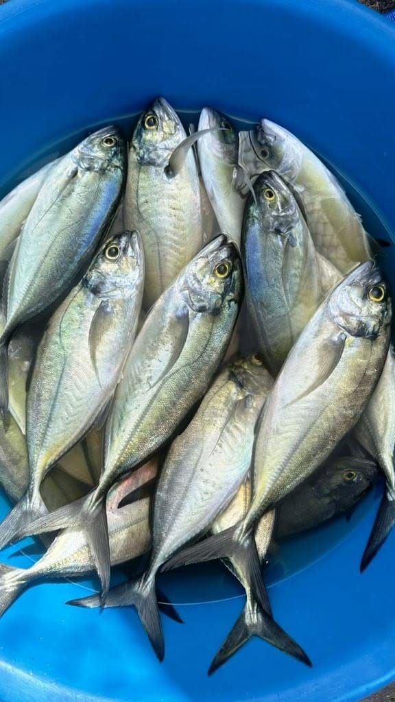  The fish is costly due to its air bladder. Reportedly, people use the air bladder in medicines, beauty products and surgery tools. One kilogram of the bladder can sell for Rs 5-Rs 11 lakh.