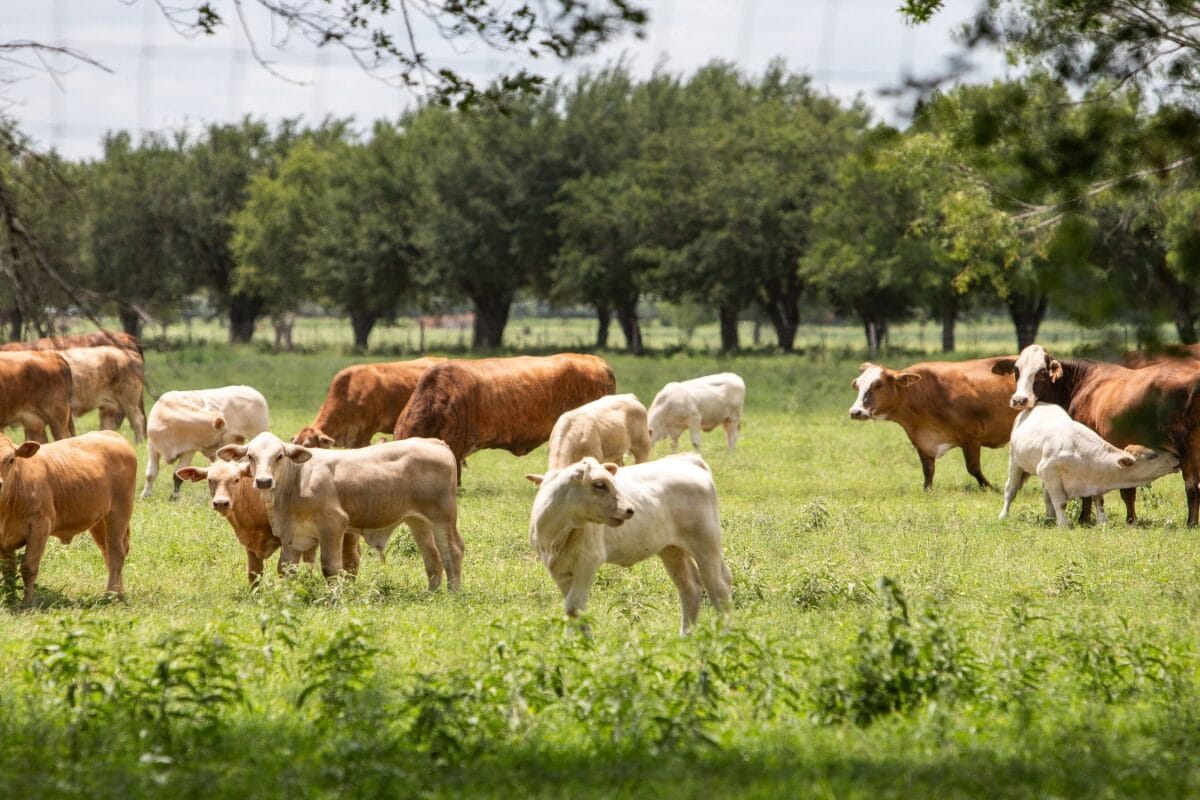 Return Of The Screwworm: Can The Flesh-Eating Parasite Found In US Cattle Infect Humans?