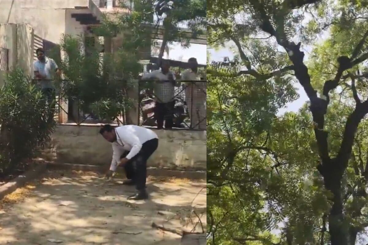 Monkey Scatters Rs 500 Notes From Tree After Snatching Bag At UP Court | Watch