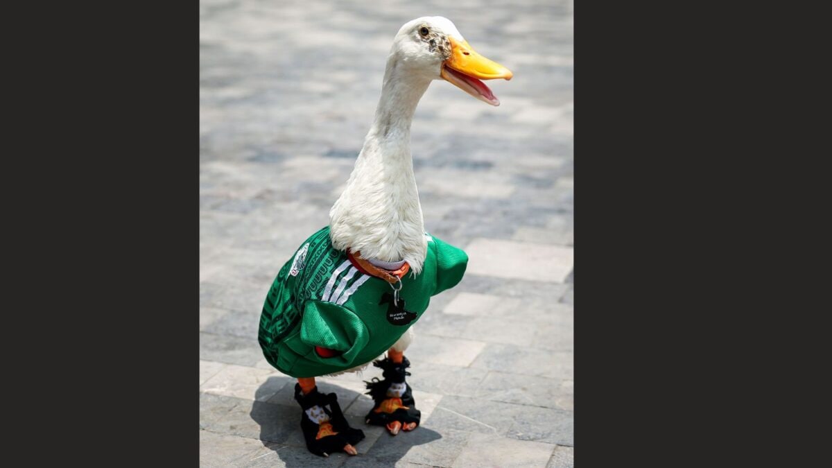 Honourable Mexican 'Ambassador' Merlin! FIFA World Cup 2026's 'Feathered-Icon'