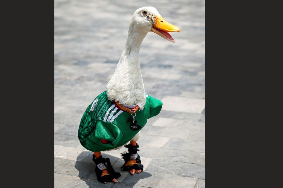 Honourable Mexican 'Ambassador' Merlin! FIFA World Cup 2026's 'Feathered-Icon'