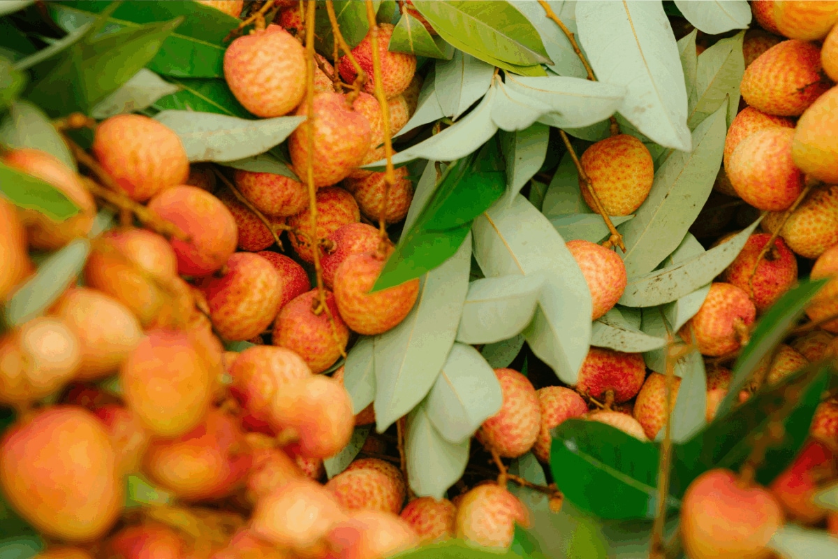 7 Regional Litchi Varieties You Probably Don't Know