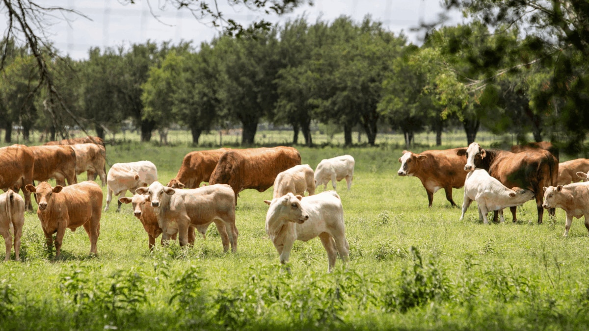What Is The Flesh Eating Worm Over Which Canada Has Banned Livestock From Texas