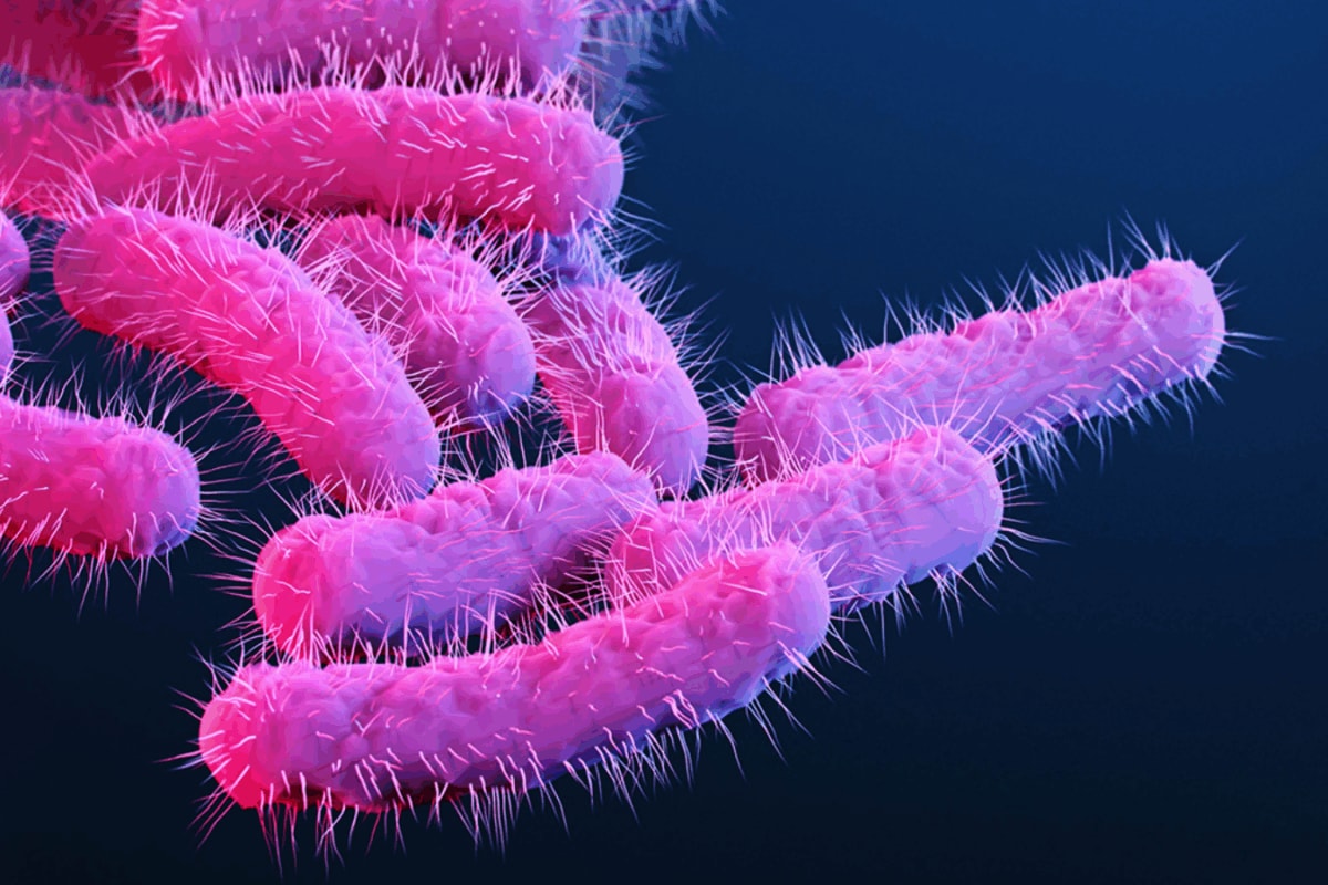 4-Year-Old Succumbs To Shigella Infection In Kerala, Two Oth