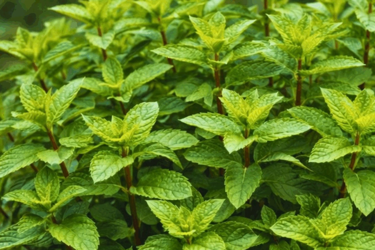 8 Kitchen Window-Sill Herbs That Will Elevate Your Cooking
