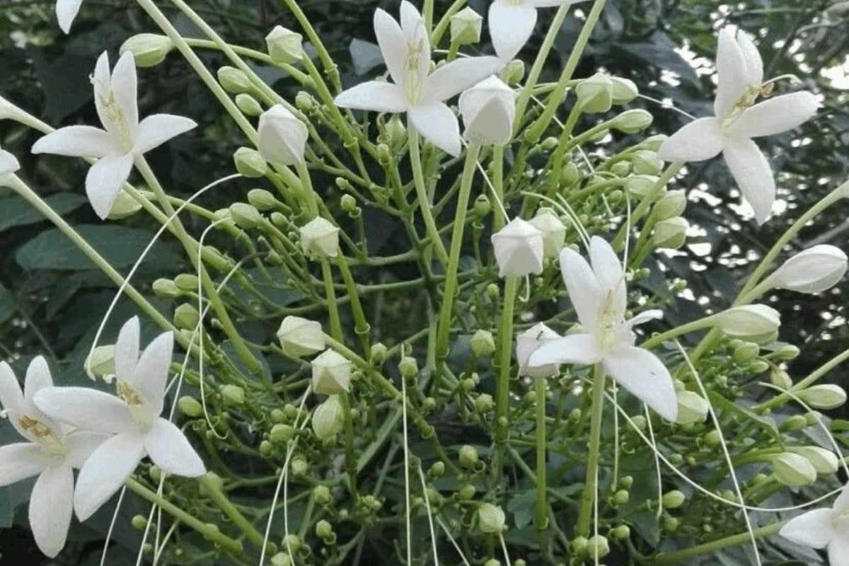 7 Plants That Are Found Only In India